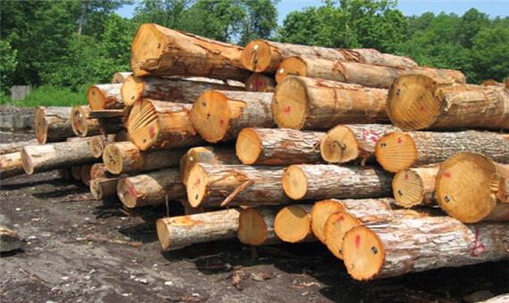 زراعت چوب گامی در راستای حفاظت جنگل‌ها است
