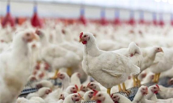 پرورش سالانه 700 تن مرغ زنده در مرغداری‌های کلیبر