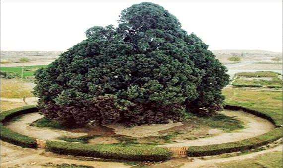 خاص‌ترین درخت‌های ایران