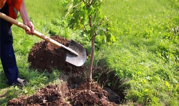 ضرورت معرفی درختان مناسب برای هر منطقه/ تولید 7 میلیون نهال برای سال1400 در اردبیل