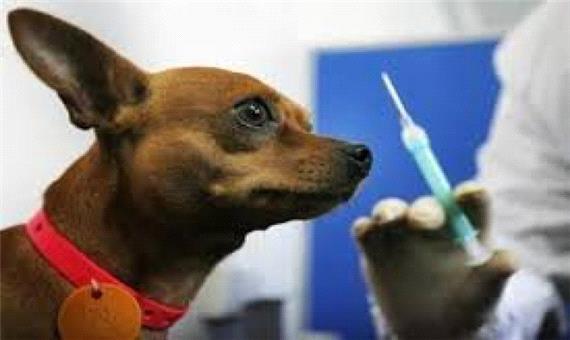 بیش از 1000 قلاده سگ در پلدشت علیه هاری واکسینه شدند