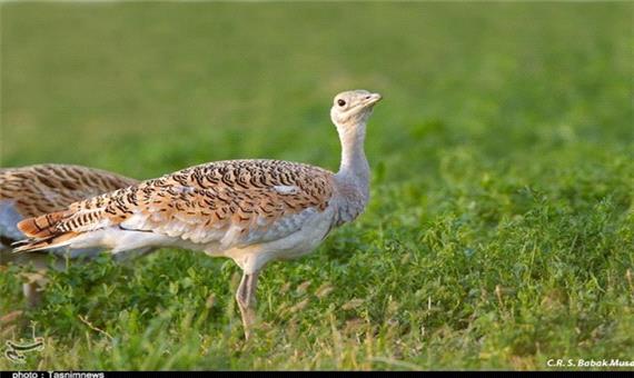 آذربایجان‌غربی 55 درصد تنوع پرندگان کشور را به خود اختصاص داده است