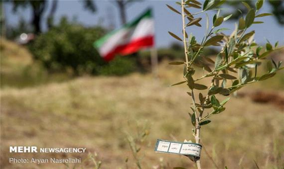 کاشت 220 هزار اصله در آذربایجان غربی همزمان با هفته منابع طبیعی