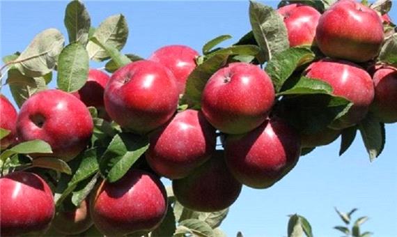 تسهیل مسیر صادراتی، نیاز اساسی سیب تولیدی آذربایجان‌غربی