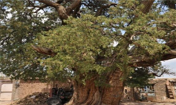 سرو کهنسال کاج درخت تربت‌حیدریه در فهرست آثار میراث طبیعی ثبت شد