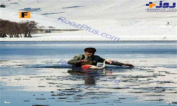 عکس/ نجات فلامینگوی گرفتار در آب یخ‌زده