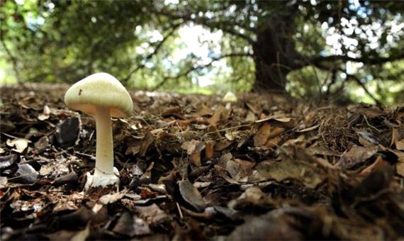 رئیس اورژانس تبریز: حتی از لمس قارچ‌های طبیعی هم خودداری شود