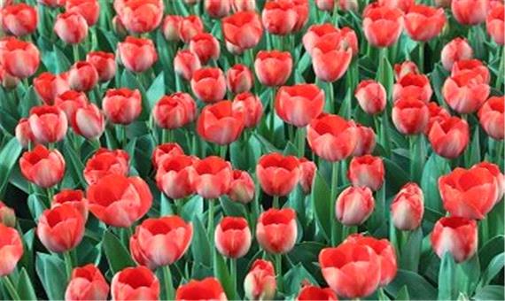 10هزار گل لاله در منطقه 2 شکوفا شد