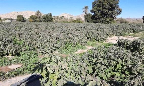 خسارت 2400میلیارد ریالی تگرگ و سرما به کشاورزی ارومیه