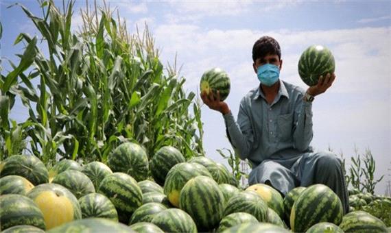 هندوانه روی دست کشاورز ماند/هزینه زیاد کرایه کامیون دسترنج کشاورزان را می‌بلعد