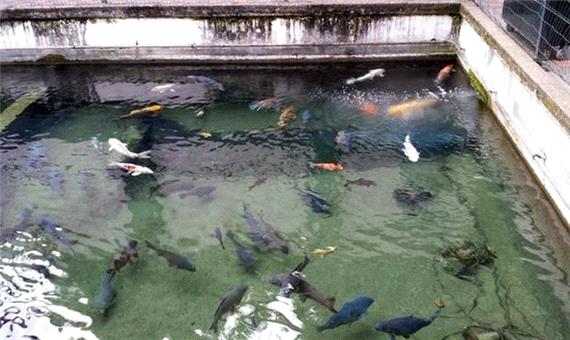 رهاسازی بیش از 100هزار قطعه کپور ماهی در استخرهای ذخیره آب کشاورزی آذربایجان‌غربی