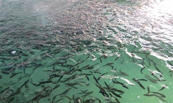 رهاسازی بیش از 100 هزار قطعه کپور ماهی در استخر‌های ذخیره آب کشاورزی آذربایجان غربی