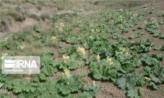 30هکتار از اراضی زراعی چالدران زیر کشت بهاره گیاهان دارویی رفت