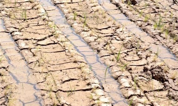 نابودی 100 هزار هکتار از اراضی زراعی گلستان بر اثر خشکسالی