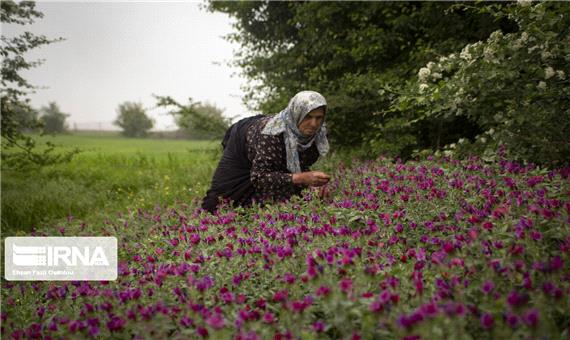 بیش از یک تن بذر گیاهان دارویی در آذربایجان‌شرقی تولید شد