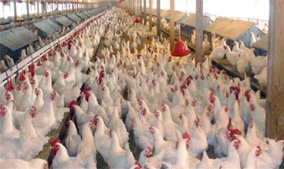 کشف تخلف 126 میلیارد ریالی 2 برادر در اردبیل/ از دریافت غیرقانونی نهاده‌های دامی تا قاچاق مرغ
