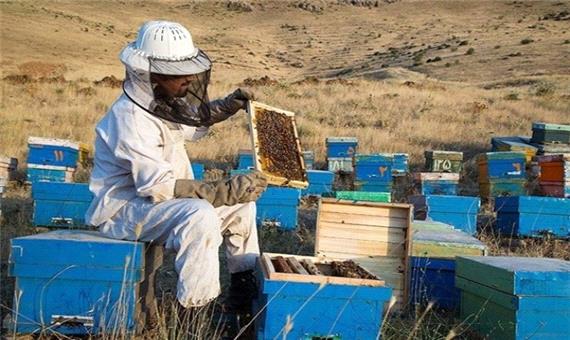 11 هزار نفر در صنعت زنبورداری آذربایجان غربی فعال هستند