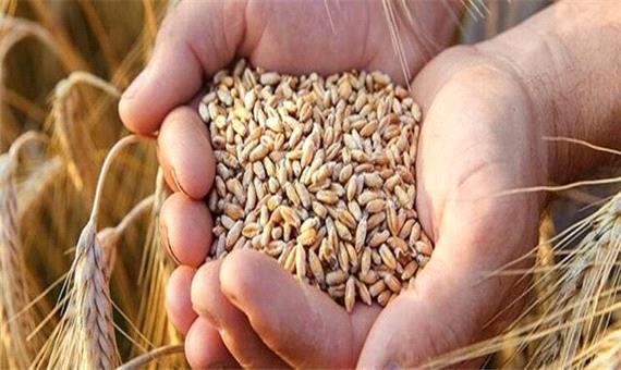 خشکسالی گندم تولیدی در آذربایجان غربی را کاهش داد