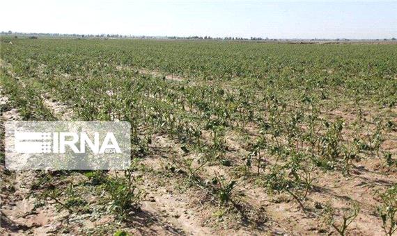 تازیانه خشکسالی بر پیکر کشاورزی استان اردبیل
