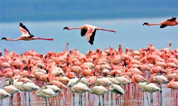 کاهش جمعیت فلامینگو‌های دریاچه ارومیه