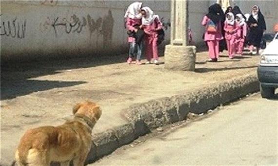 جولان سگ‌ های ولگرد در ارومیه/ شهروندان گرفتار معضل جدید شدند