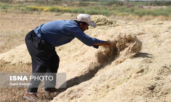 خرید تضمینی 53 هزار تن گندم در آذربایجان شرقی
