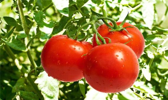 کاهش 15 درصدی تولید گوجه فرنگی در آذربایجان غربی