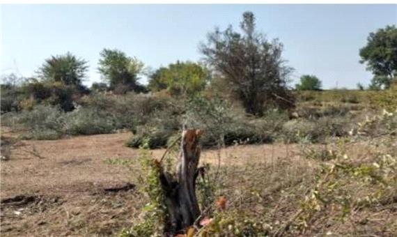 قتل‌عام درختان در پارس‌آباد؛ سکوت قانون!