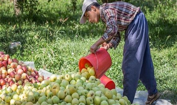 جهاد کشاورزی: باغداران مهابادی در برداشت سیب درختی عجله کنند