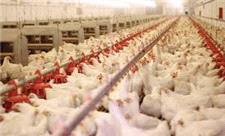 افزایش 15 درصدی تولید گوشت مرغ در مراغه