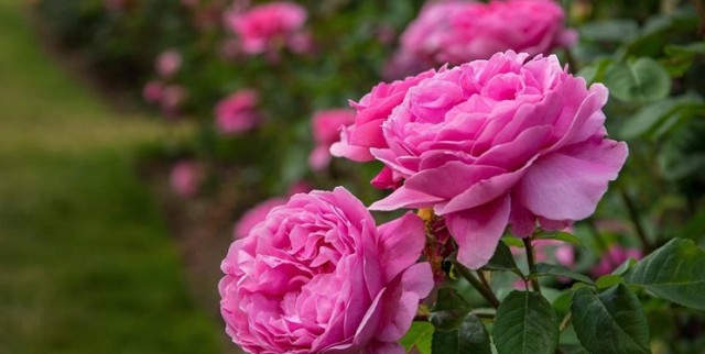 گلی با بوی ثروت‌آفرینی/ ۳۰ نوع مربا از گل محمدی در آذربایجان‌غربی تهیه می‌شود