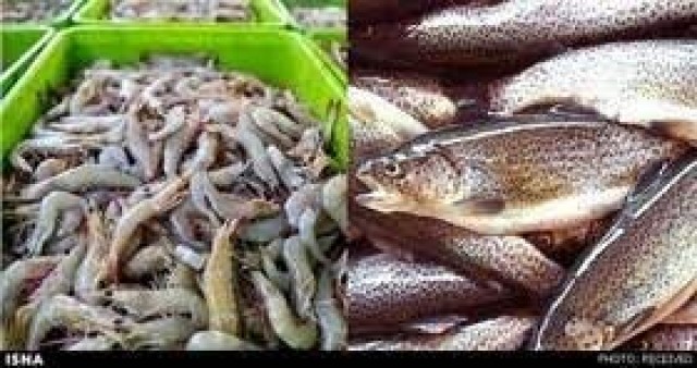 افزایش تولید آبزیان در اردبیل به ۶۰۰ تن تولید
