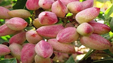سطح زیرکشت پسته در آذربایجان شرقی از ۳ هزار هکتار گذشت