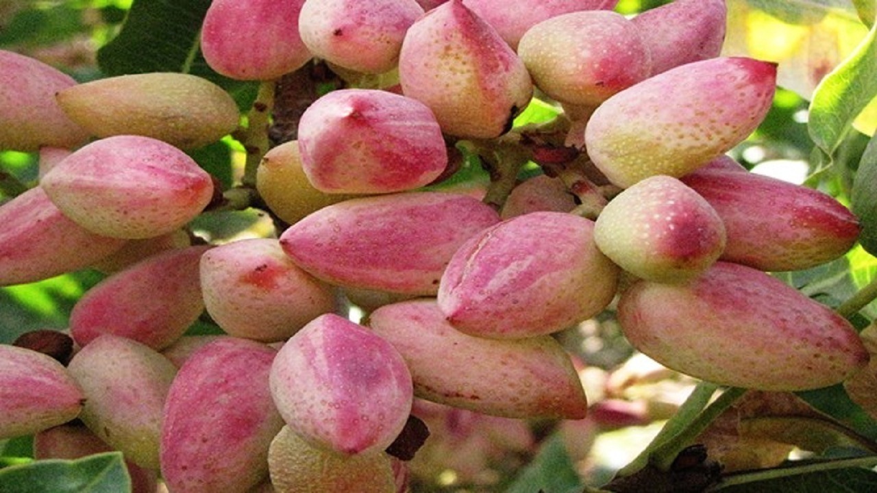 پیام آذری