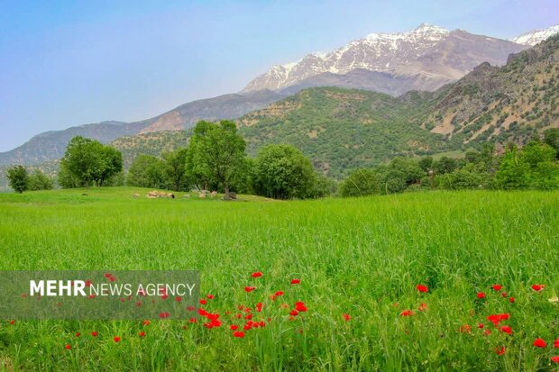 هشدار دادستان شهرستان نمین به متجاوزین منابع طبیعی