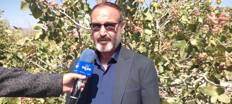 برداشت ۸۳۴ تن محصول پسته خشک از باغات مرند