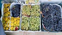 چهارمین جشنواره انگور سیاه سردشت آغاز به کار کرد