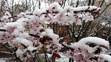 آماده‌سازی باغات اردبیل برای مقابله با سرمازدگی زودرس