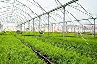 هشدار جهاد کشاورزی برای گلخانه‌داران آذربایجان‌غربی