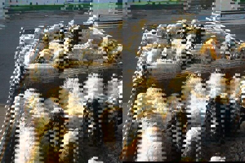 نجف زاده: ۲۶ راس دام قاچاق زنده در بوکان کشف شد