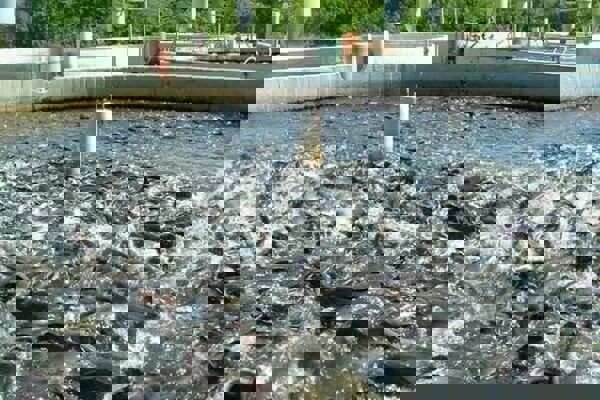 آذربایجان غربی قطب شیلات و آبزیان کشور؛۲۱ هزارتن آبزی تولید می شود