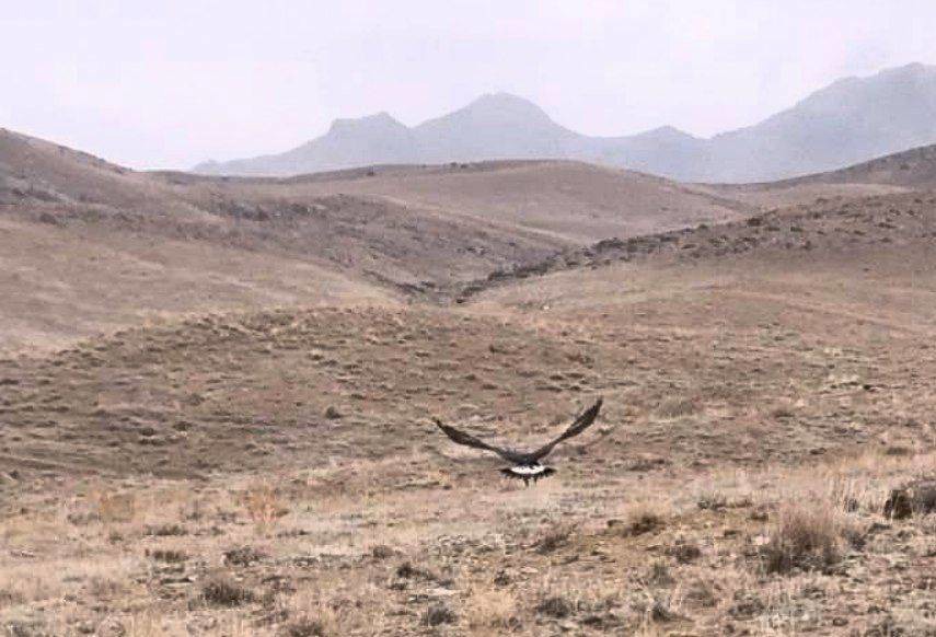 رهاسازی یک بهله عقاب طلایی در زیستگاه‌های طبیعی شهرستان سلماس