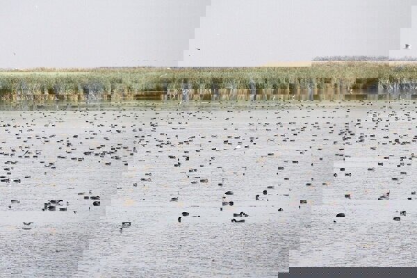 سلیمان پور: مرحله دوم آبگیری تالاب کانی‌ برازان آغاز شد