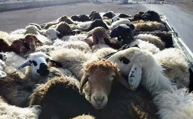 ضبط ۲۶ راس دام زنده قاچاق در بوکان