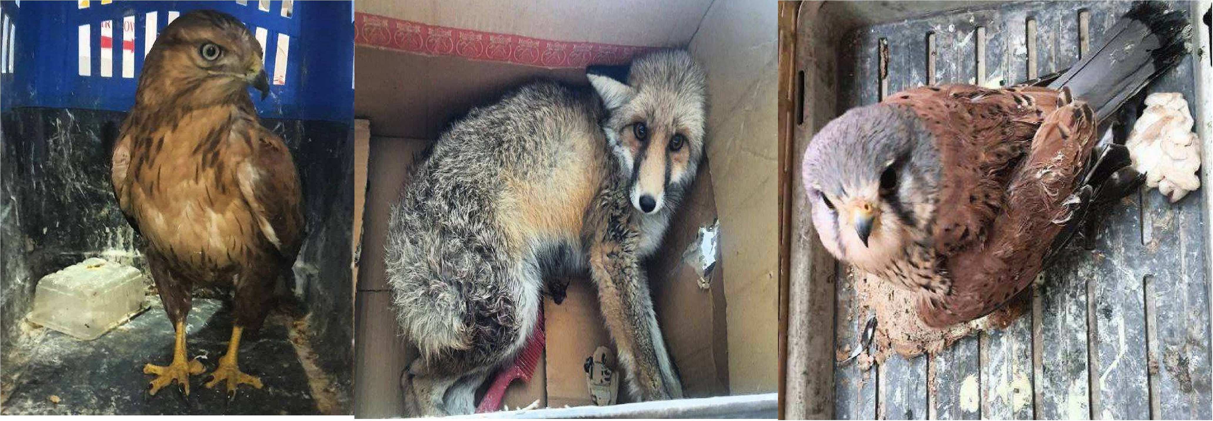 تحویل سه گونه حیات‌وحش به اداره حفاظت محیط‌زیست ارومیه