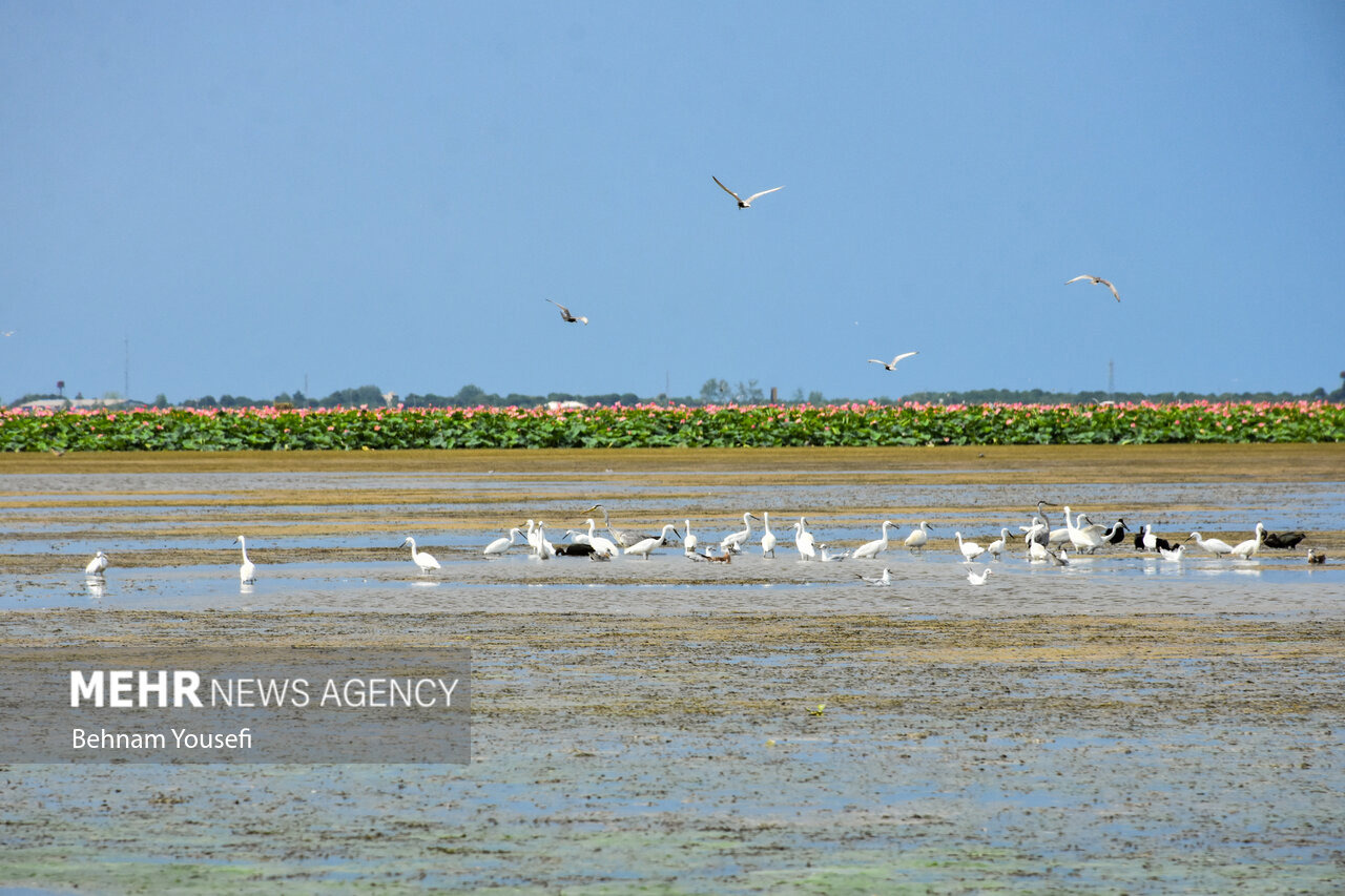 حجم آب تالاب‌های چالدران ۶۰ درصد افزایش یافت