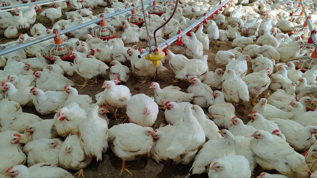 تولید سالانه ۳۶۰ تن گوشت سفید در یک مزرعه پرورش مرغ گوشتی در تکاب