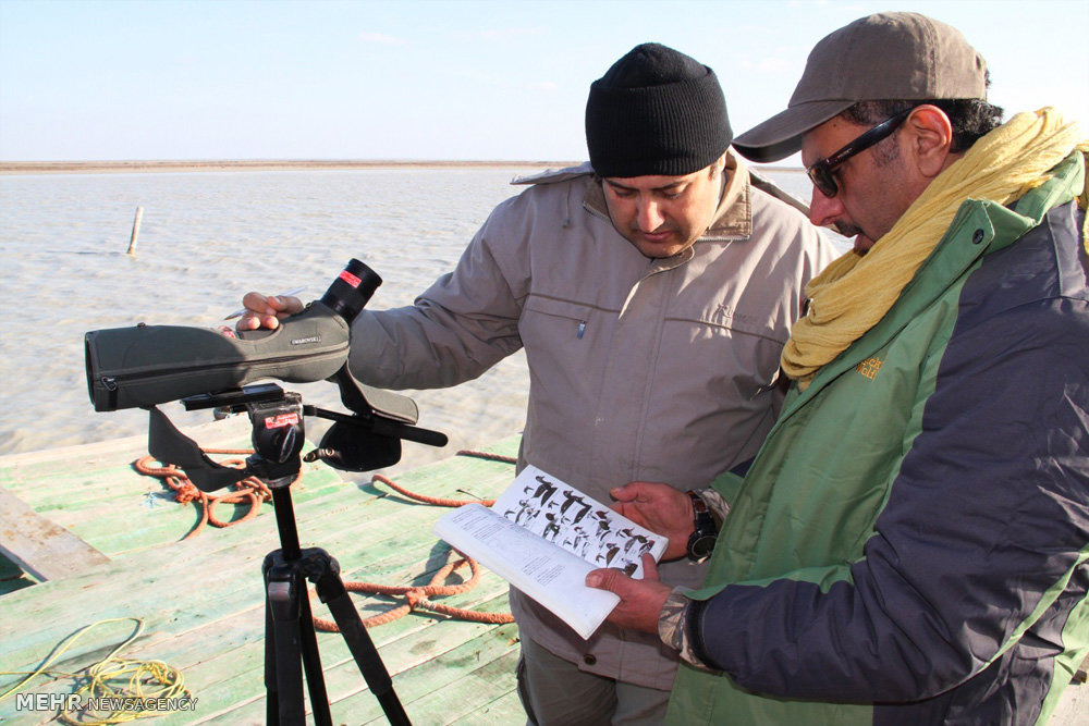 سرشماری پرندگان در زیستگاه های استان آذربایجان غربی آغاز شد