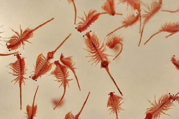 آغاز ایجاد مزارع پرورش آرتمیا در سواحل دریاچه ارومیه