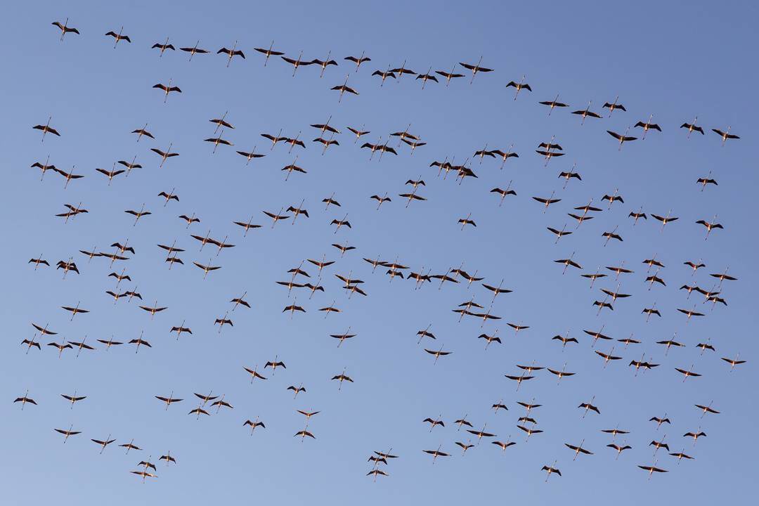 آغاز سرشماری پرندگان آبزی و کنار آبزی در زیستگاه‌های آذربایجان غربی